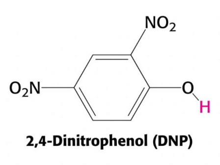 Přečtete si více ze článku DNP (2,4 dinitrophenol)